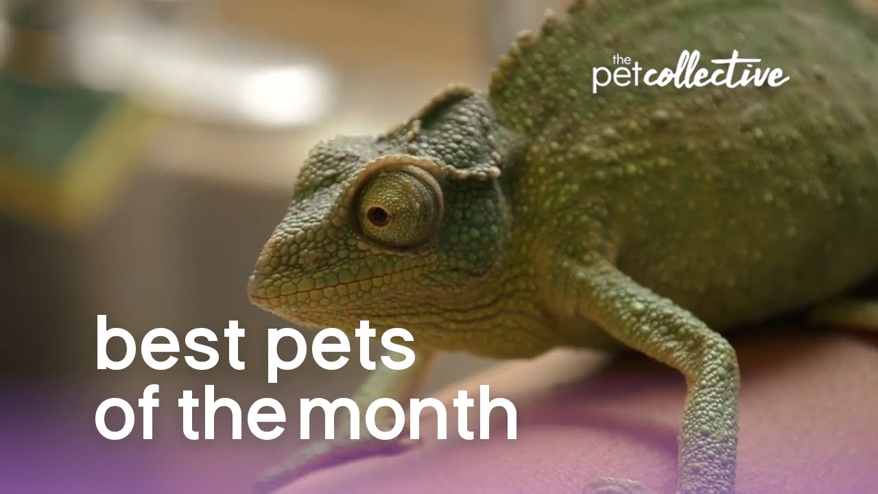 Best Pets of The Month  | The Pet Collective