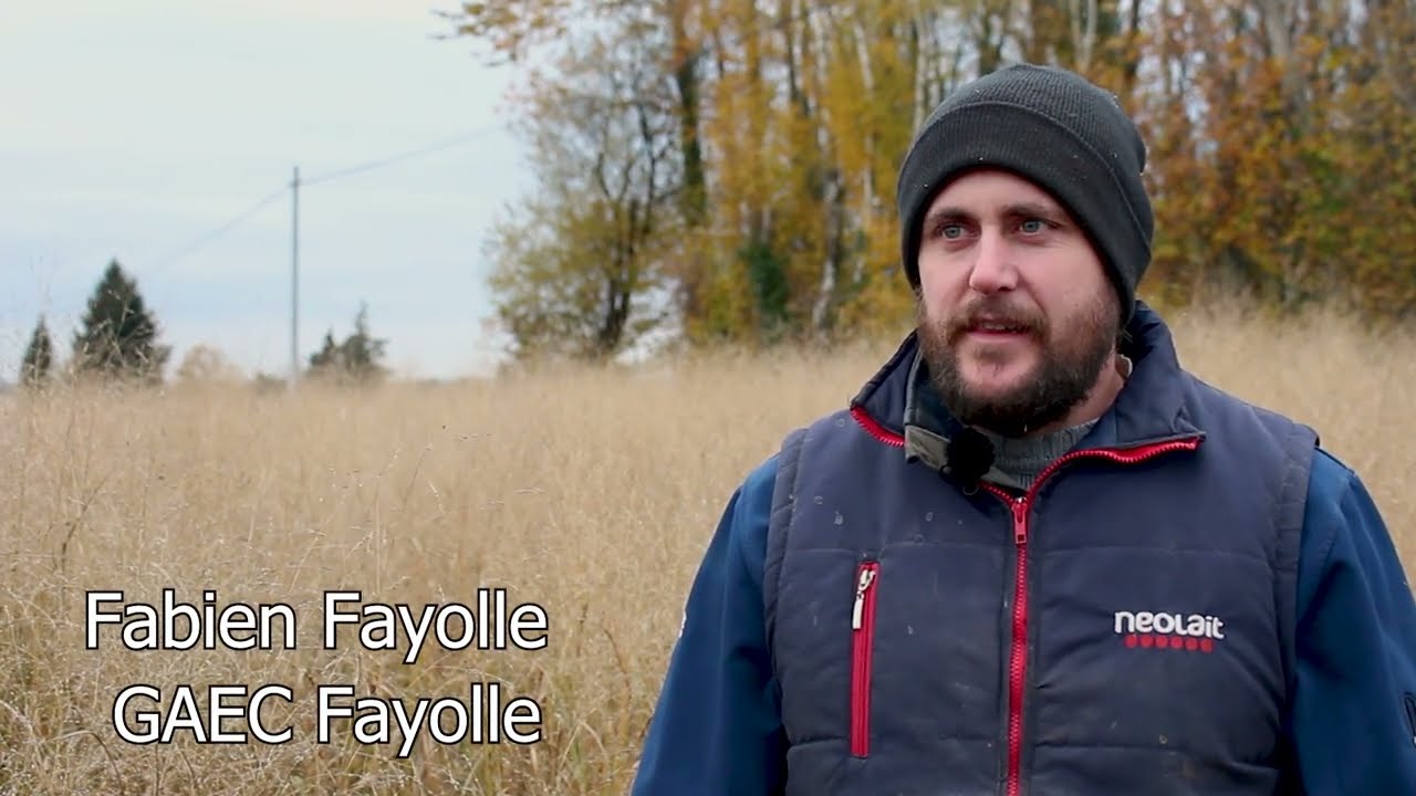 Switchgrass ou Panic érigé - 1/2