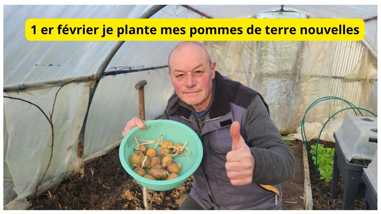 Au 1 er février  je plante  mes pommes de terre  en serre !
