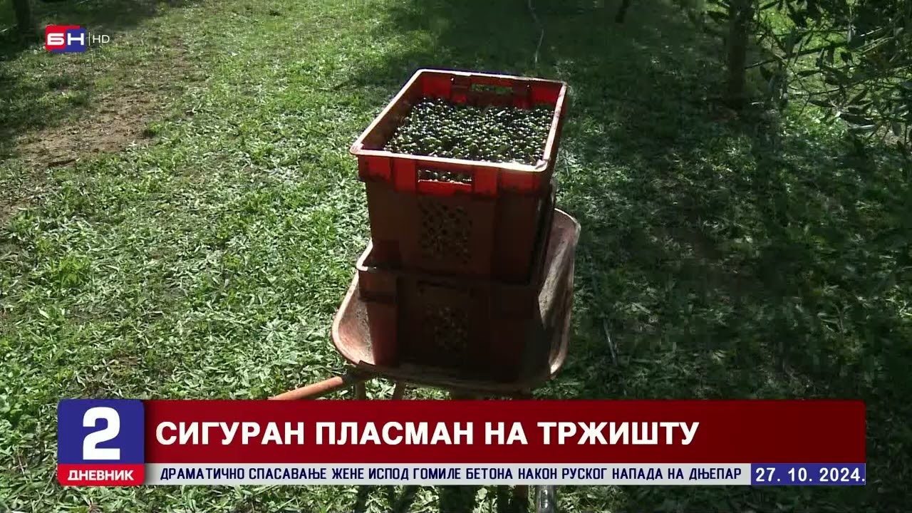 Raste broj maslinjaka u Hercegovini