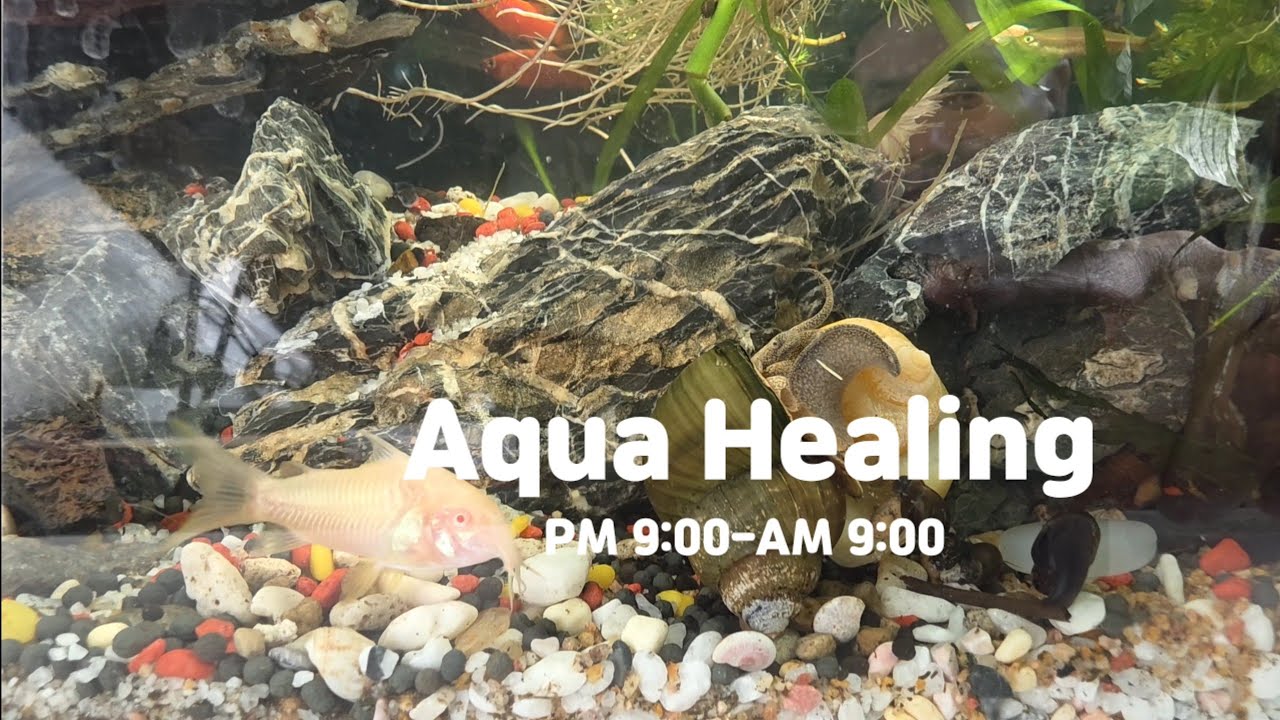 Aqua Healing - 물고기 힐링​ From 9 PM to 9 AM daily,