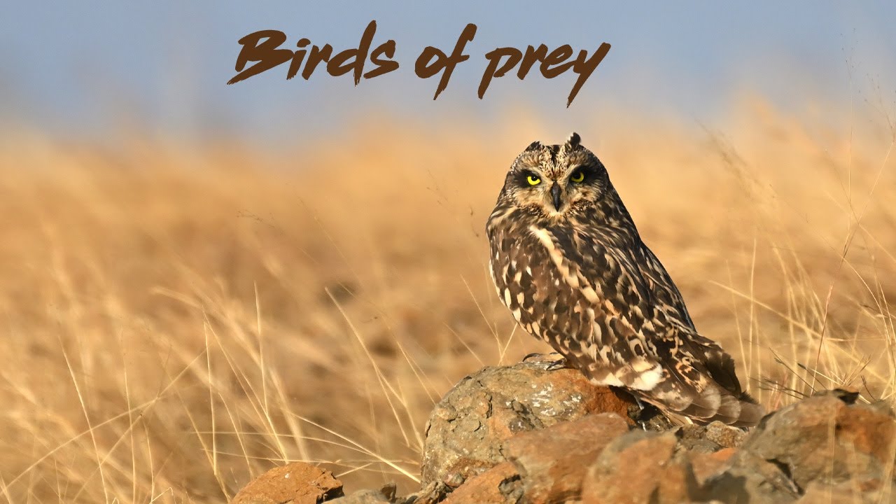 Birding in the grassland around Pune and Tamhini Nature's Nest.