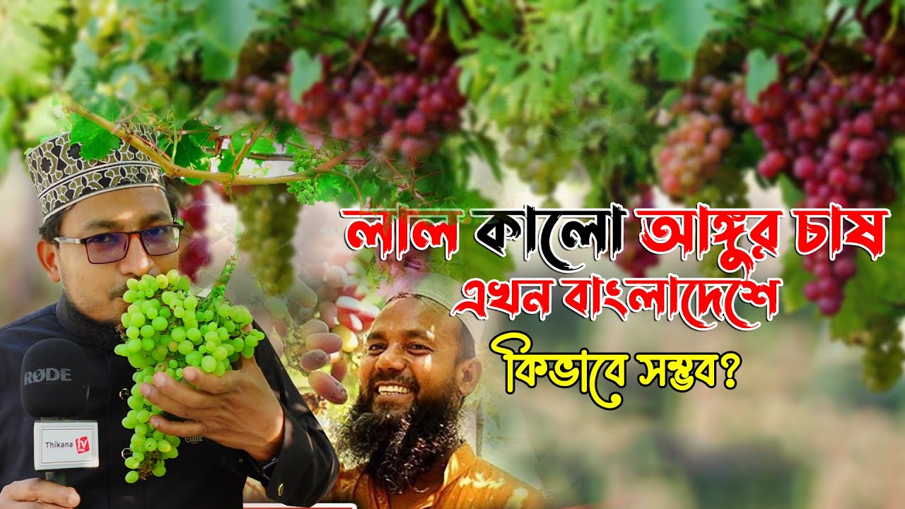 লাল কালো আঙ্গুর চাষ হচ্ছে এখন বাংলাদেশে । কিভাবে সম্ভব?  ThikanaTV.press |