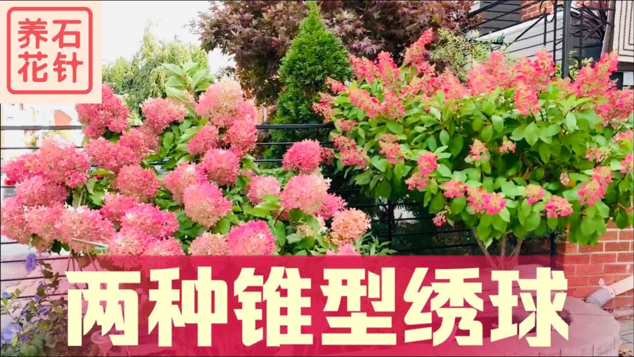 两种诱人的锥型绣球 - 十月赏花 - Hydrangea paniculata