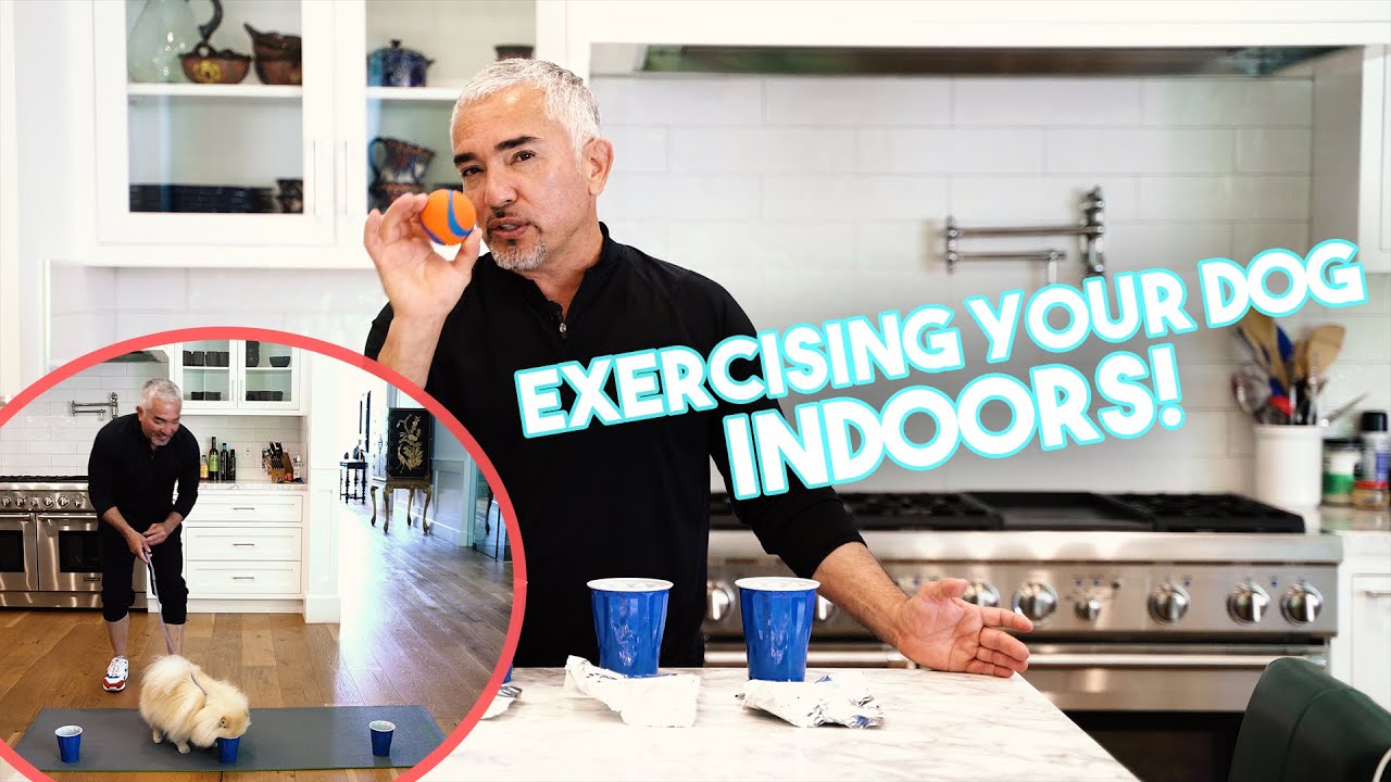 THREE GREAT WAYS to Exercise with Your Dogs when you 