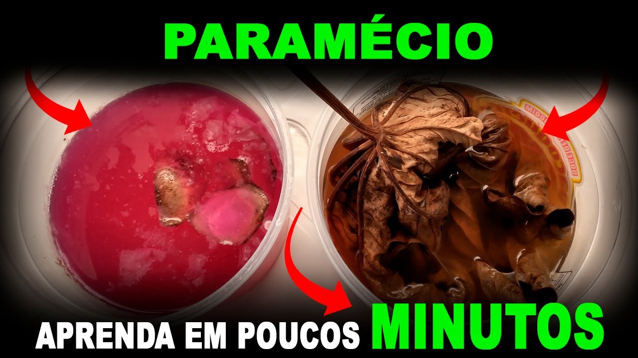 COMO FAZER PARAMÉCIO FÁCIL PASSO A PASSO | BETERRABA E EMBAÚBA