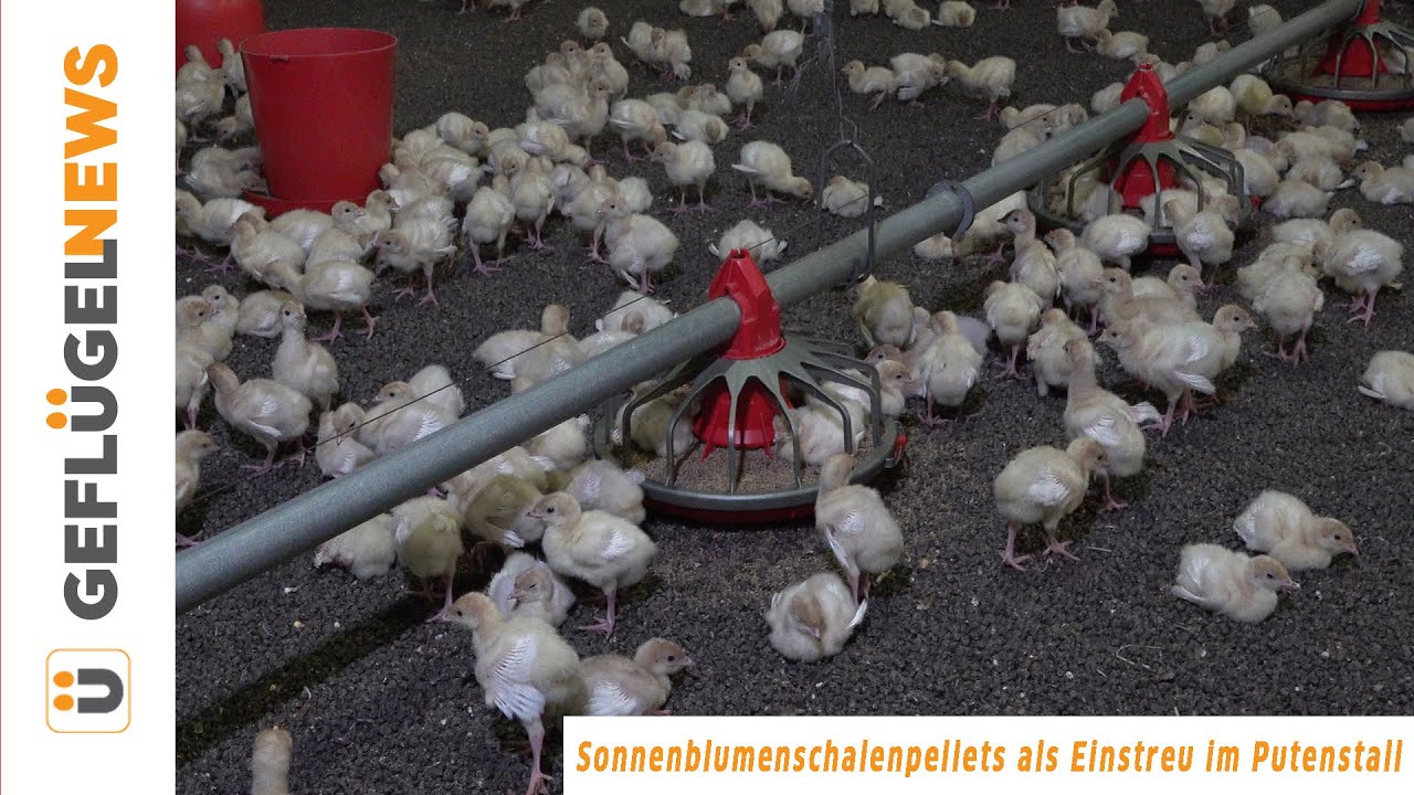 Sonnenblumenschalenpellets als Einstreu im Putenstall