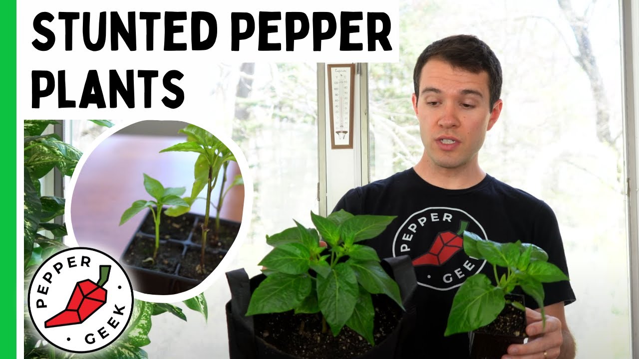 Почему мои растения не растут? Замедленный рост растений перца — Pepper Geek