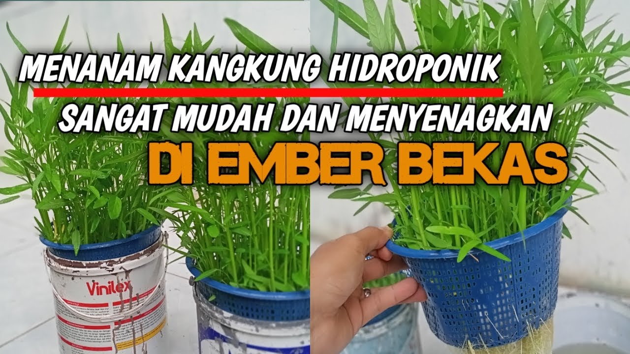 Menanam kangkung hidroponik di ember bekas, sederhana dan mudah