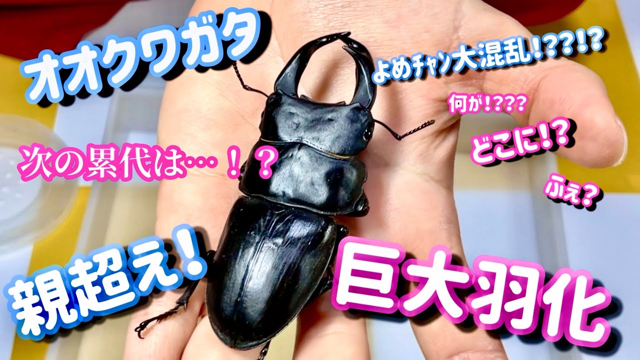 【国産】幼虫体重30g超えのオオクワガタが羽化してきたよ！