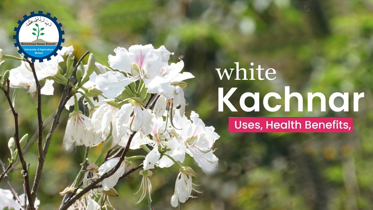 Introduction and production of Kachnar.