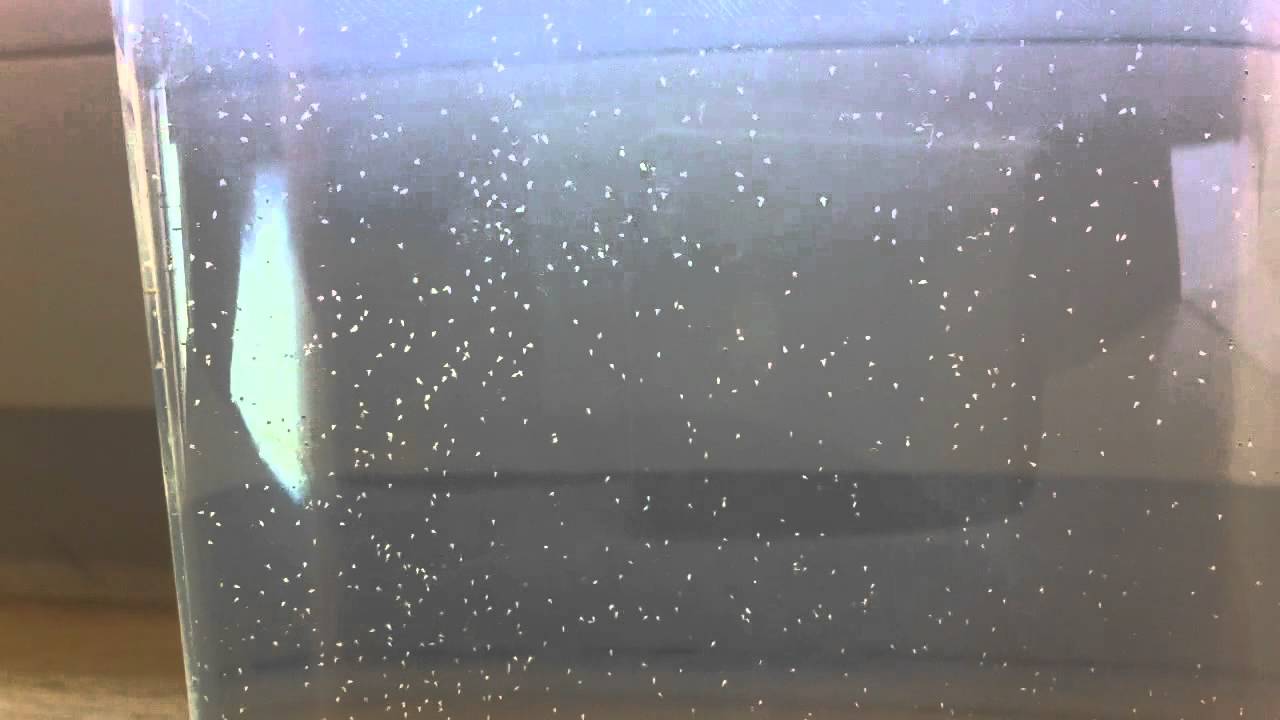 Urzeitkrebse: (1) Nauplien Timelapse