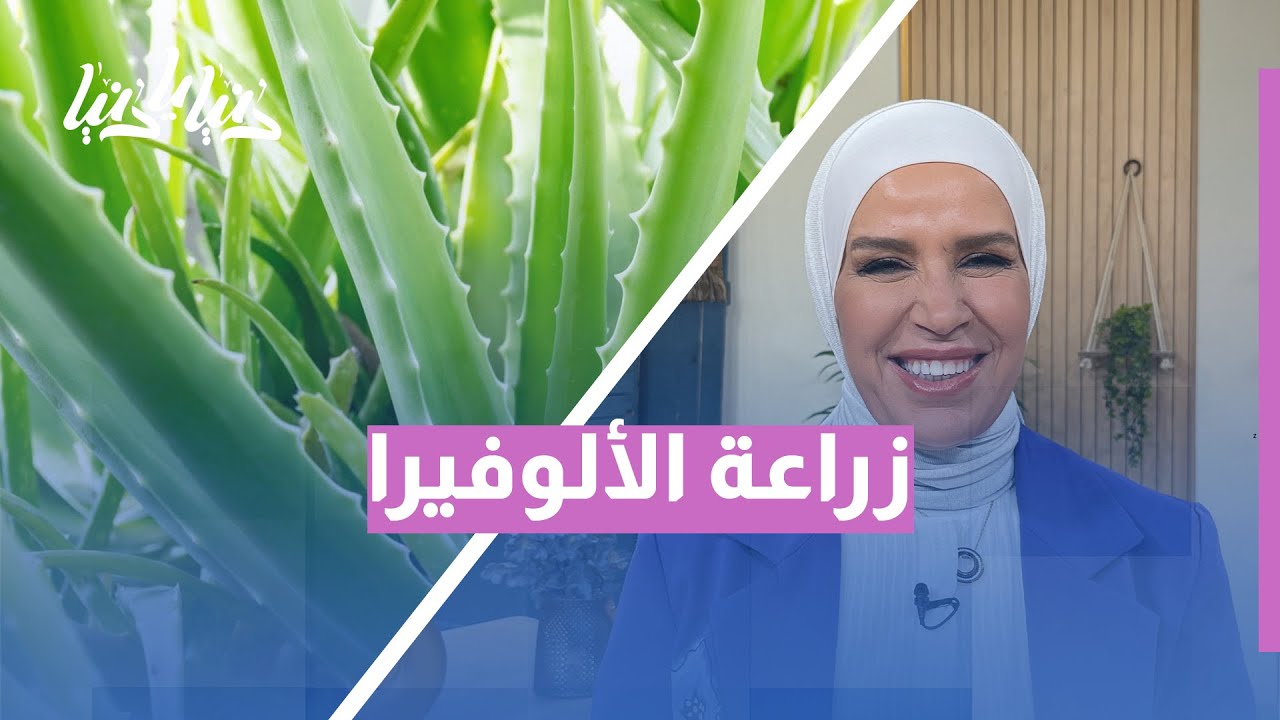 كيف تزرع الألوفيرا في البيت؟ سهلة جدًا وتفيد البيئة والتربة! 🌿 | زراعة مستدامة لكل بيت