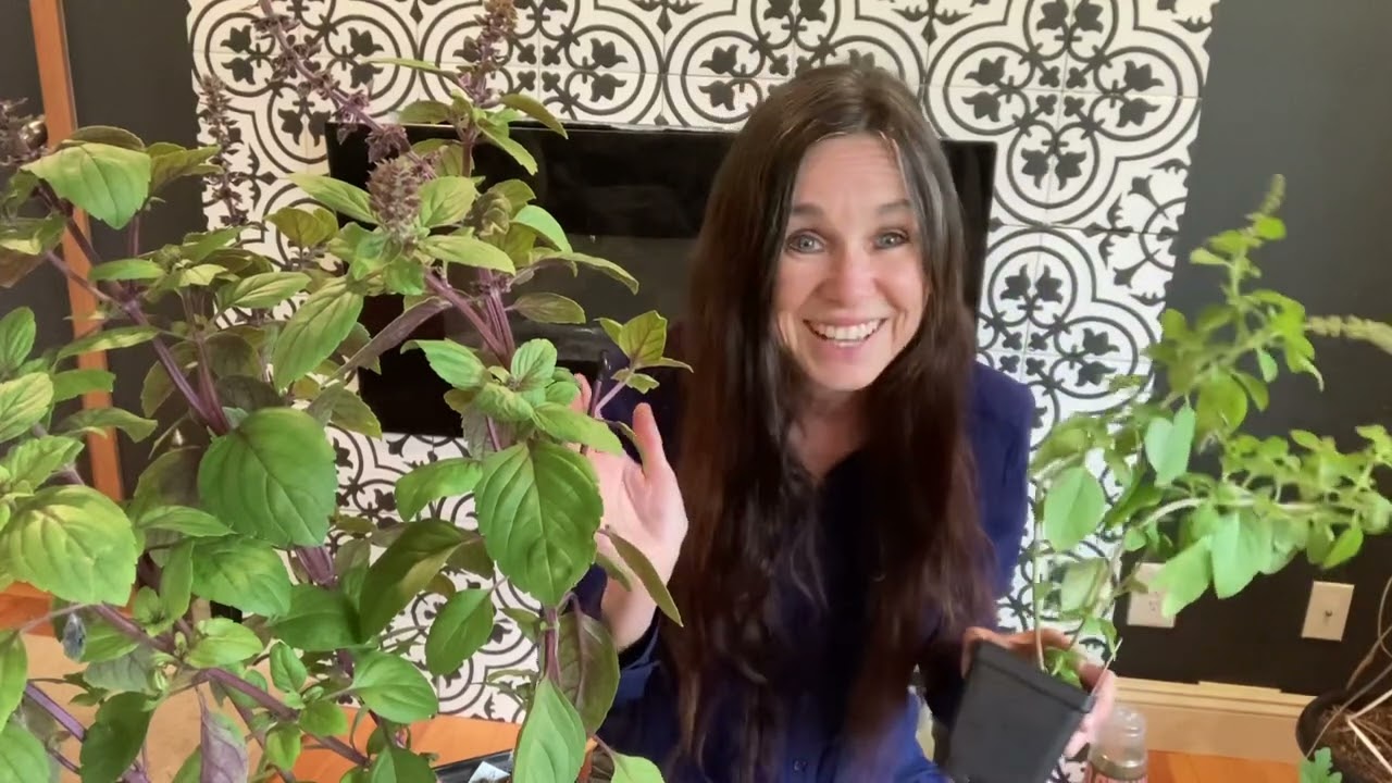 Is it the “True” 🐝 🌿AFRICAN BLUE BASIL 🐝that your buying? // from Campbell’s Freedom Farm