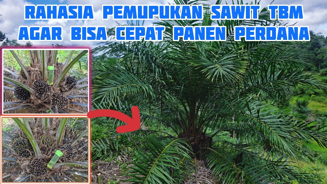 Rahasia Pemupukan Sawit TBM agar Cepat Bisa Panen Perdana