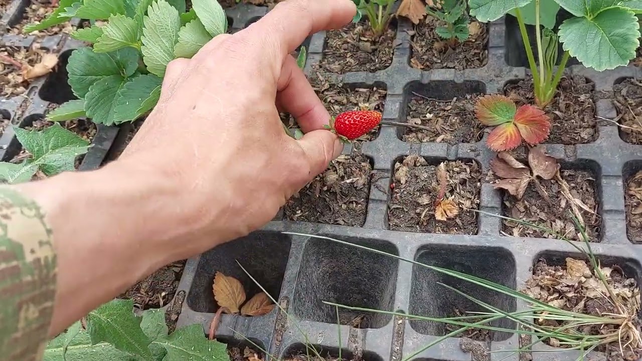 Потерян сезон но не потеряна мечта