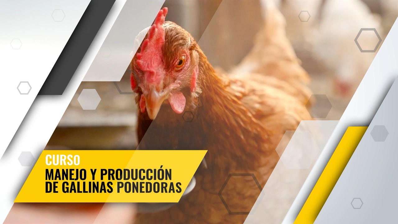 🌟 Curso Exclusivo: MANEJO Y PRODUCCIÓN DE GALLINAS PONEDORAS 🐔🥚