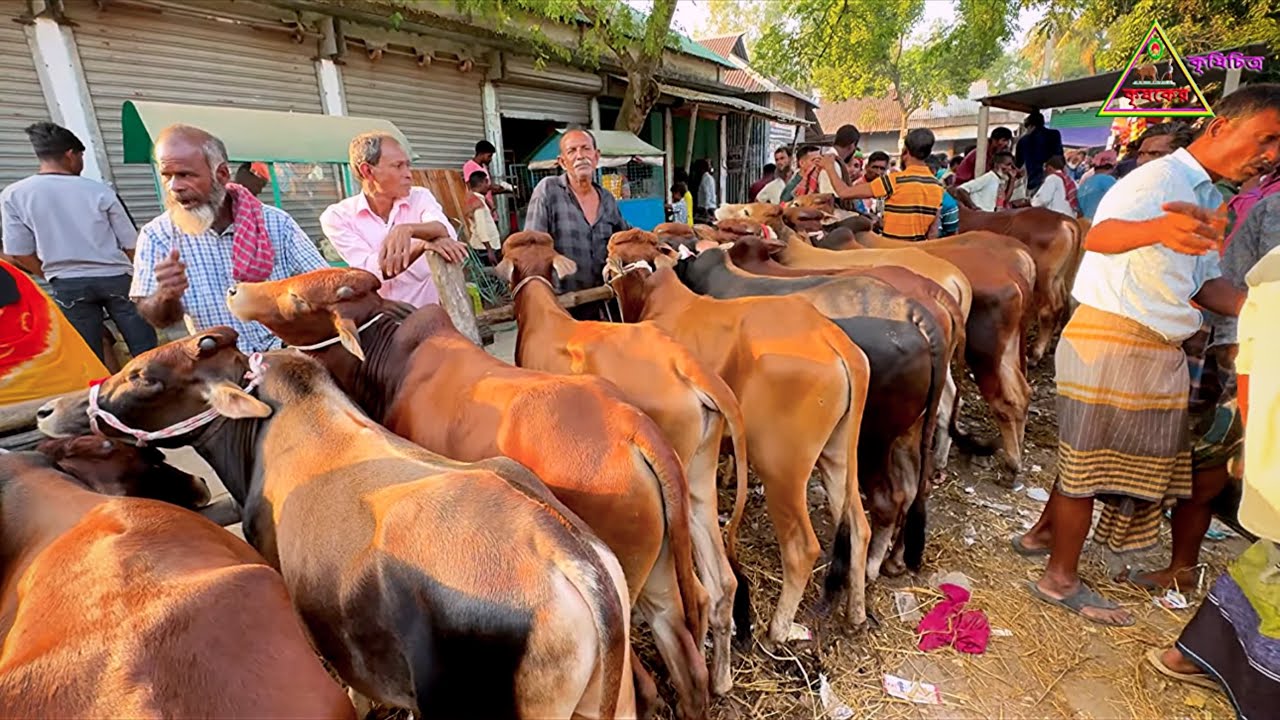 গোপালপুর নলিন গরুর হাট | পালন উপযোগী দেশি ও ক্রস ষাঁড়ের অবাক করা দাম! 😲