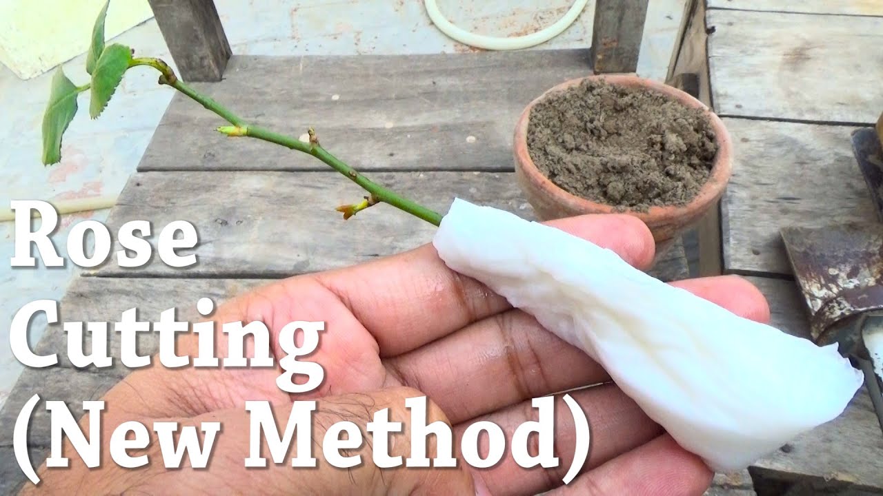 Rose Cutting New Method | Gulab Ki Kalam Lagane Ka New Tareka | Rose Cutting Successfully