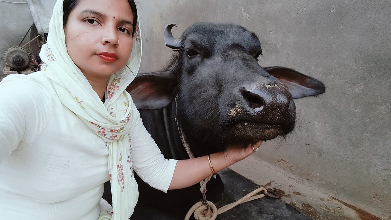 हमारे पशु#Monika Sherawat vlogs is live!