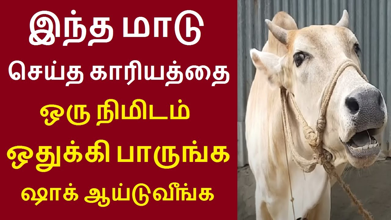 இணையத்தில் கோடிபேர் பார்த்த வீடியோ | வளர்ந்த பாசத்திற்காக இந்த பசுமாடு செய்ததை பாருங்க  | Negilchi