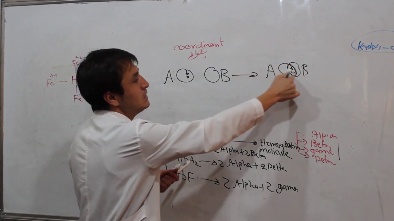 RBC| Hemoglobin|Mechanism of Oxygen Transportation by Hb|Lecture 6| هموگلوبین|میکانیزم انتقال اکسیجن