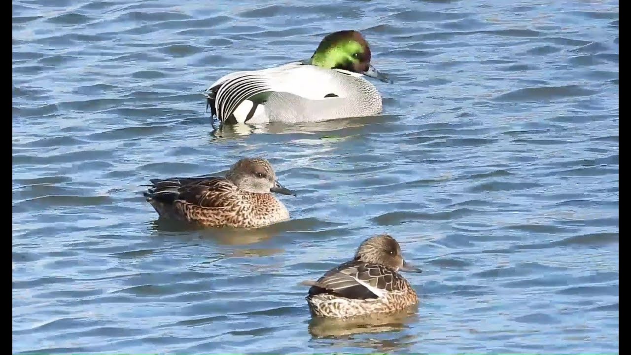 The Falcated Duck's Mood Shift : Wild Energy to Gentle Farewell