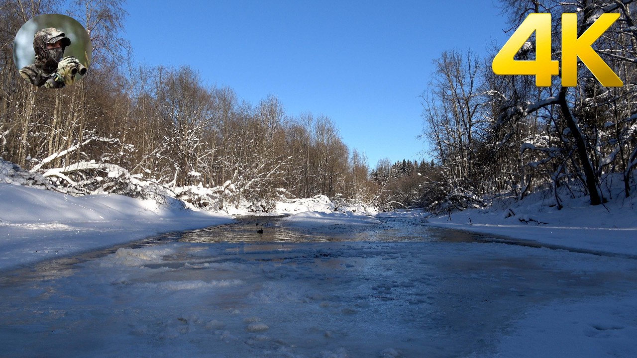 The gentle sounds of a forest stream in winter. For relaxation, meditation, sleep.