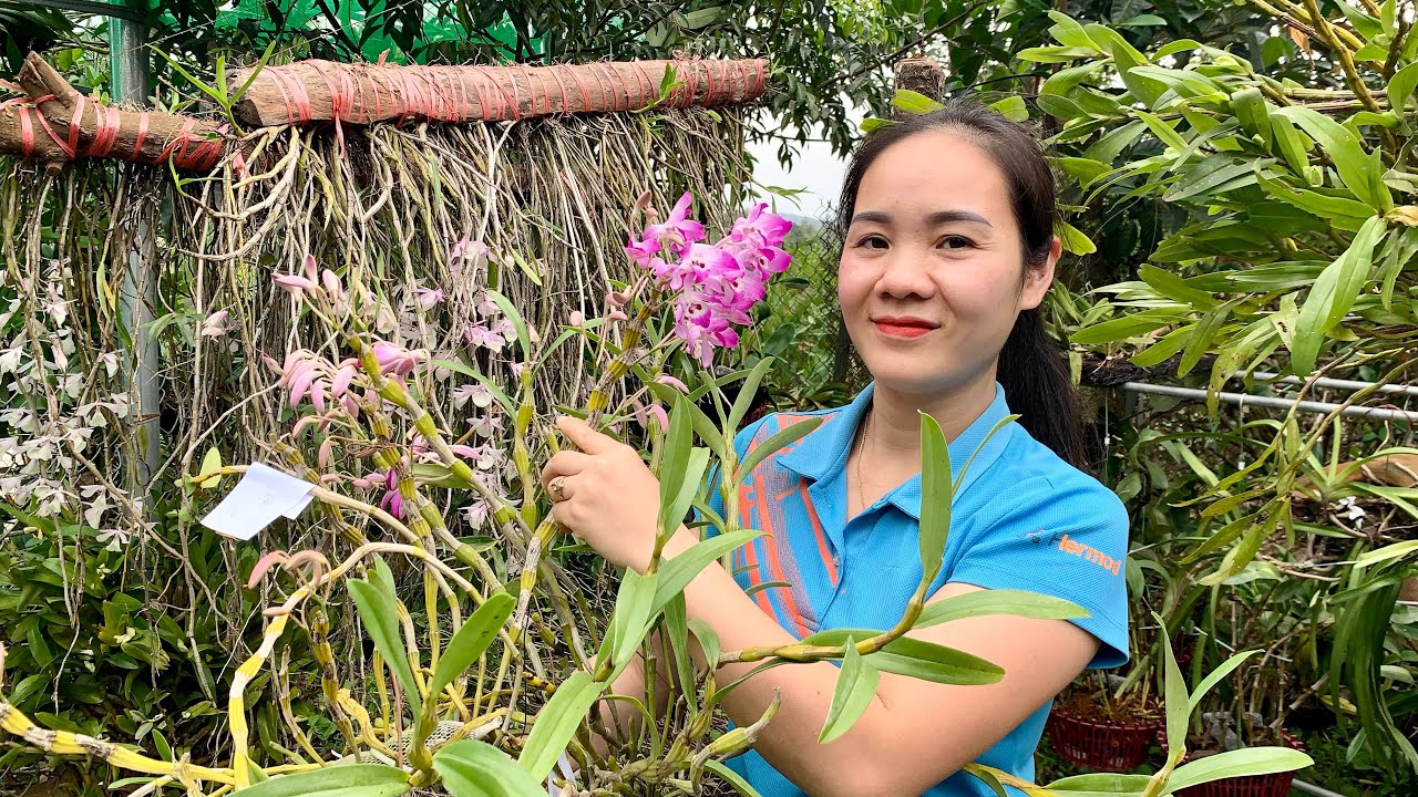 30/02/2026 EM NGỌC LAI CHÂU BÁN LAN RỪNG 0975 999 767  || PHONG LAN RỪNG