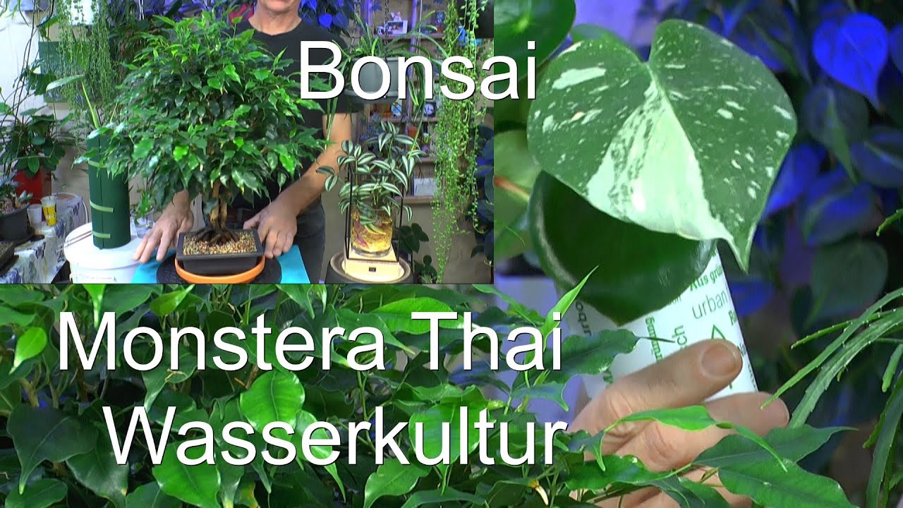 Spezial Zimmerpflanzen Monstera Thai, Bonsai Fukientee, Ficus benjamina, Kannenpflanze Dschungeltour