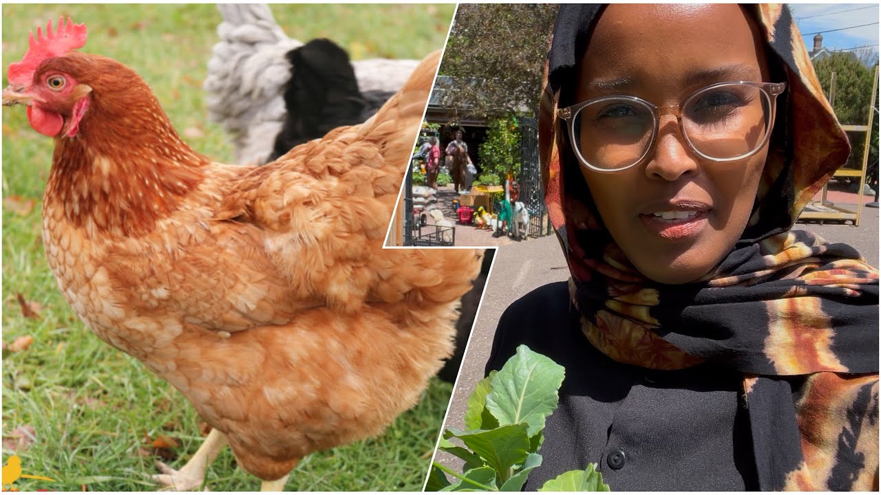 Beertayda iyo Dooro Ukun  🐣🐥 - Somali Backyard Chicken Life