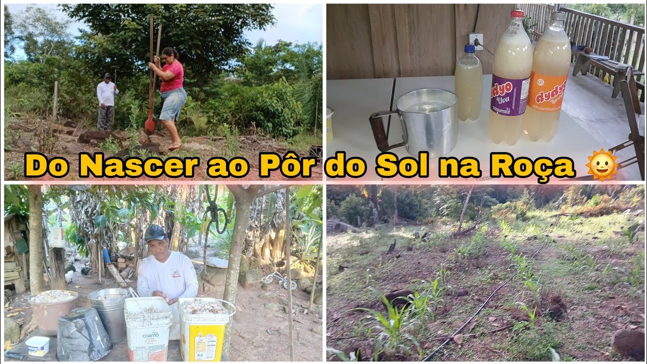 Direto da Roça 🌽 Colhendo Cacau, Mostrando a Banana e o Milho Verde Crescendo!