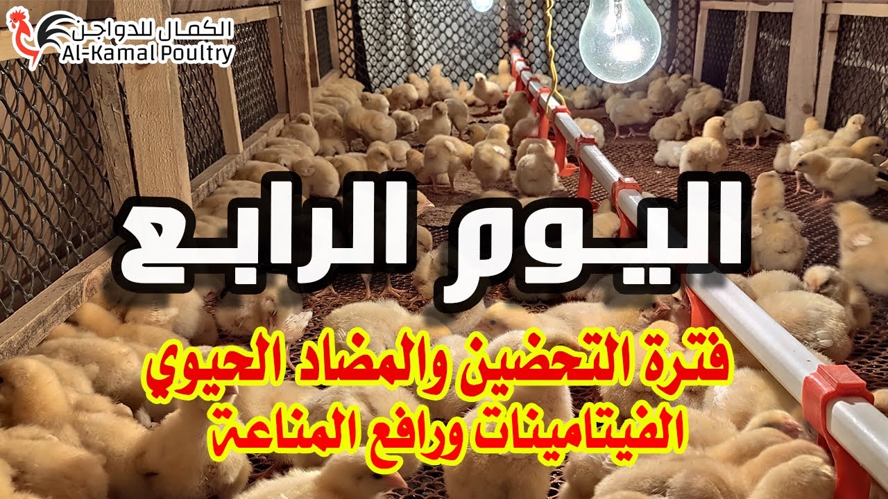 اليوم الرابع | تربية الفراخ البيضاء في الشتاء في البطاريات اهمية الفيتامينات ورفع المناعة