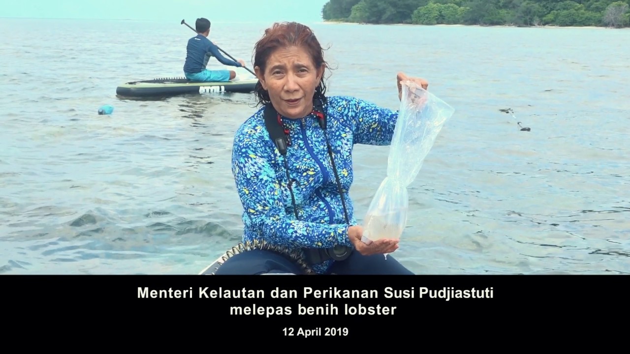 [KABAR KKP] Menteri Susi Melepasliarkan Benih Lobster di Laut