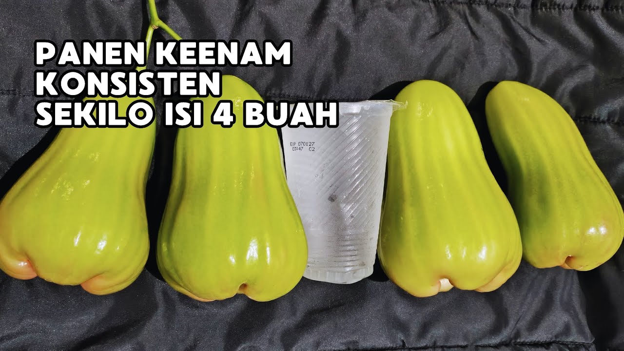 JAMBU AIR PALING PREMIUM‼️JAMBU AIR GREEN GIANT‼️#jambuair #jambuairgreengiant 