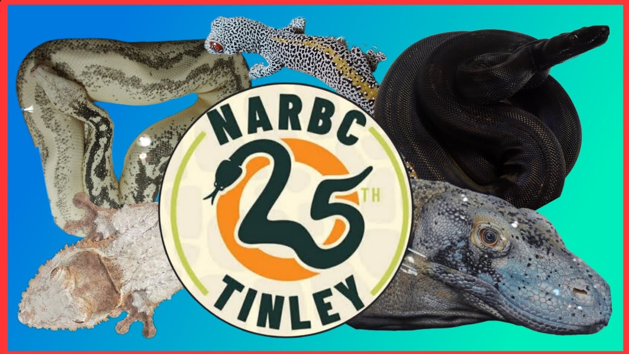 Шоу Тинли на канале NARBC! Октябрь 2025 г.
