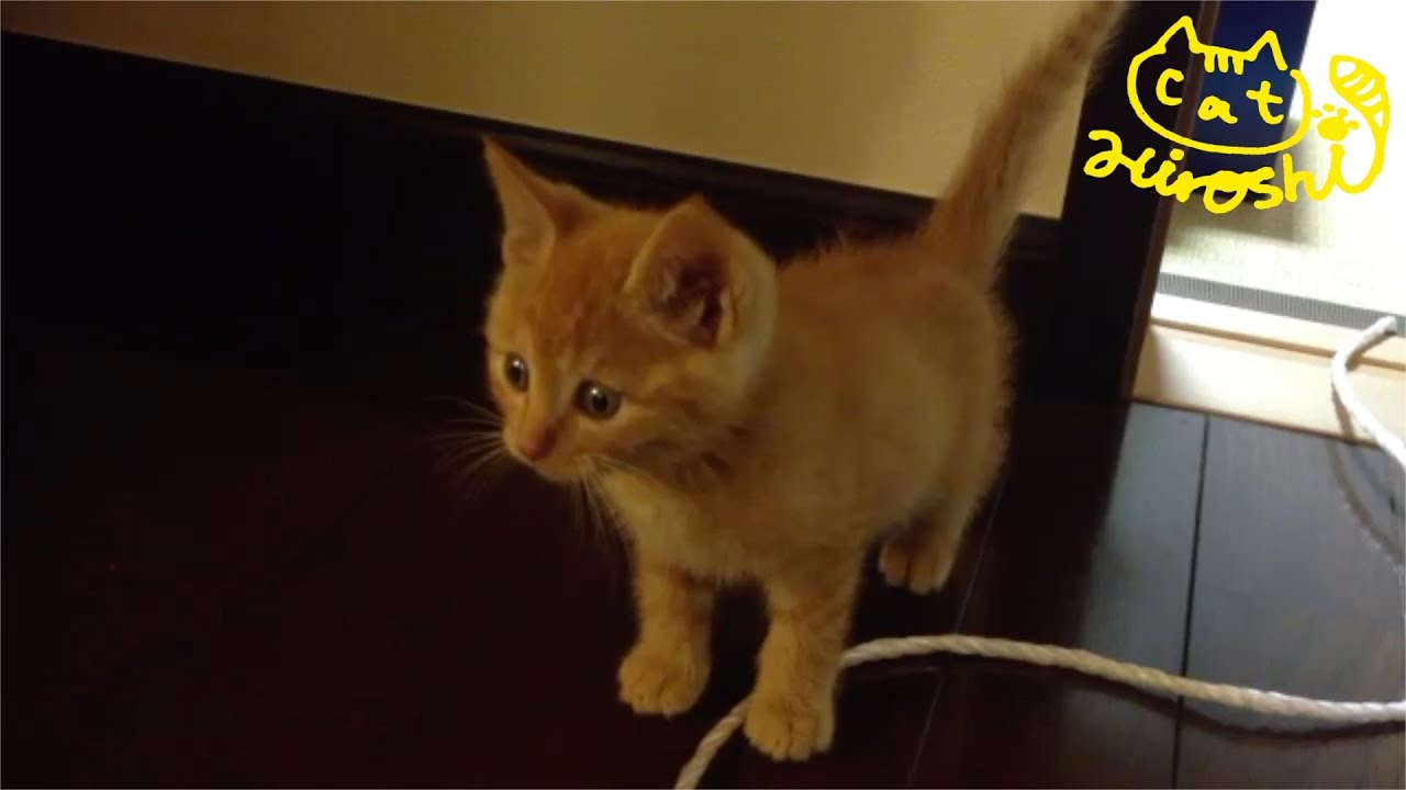 茶トラ子猫「ひろし」家を探険中に兄猫の襲撃が～！逃げろ〜！ Cute Cat Hiroshi Run! Run!