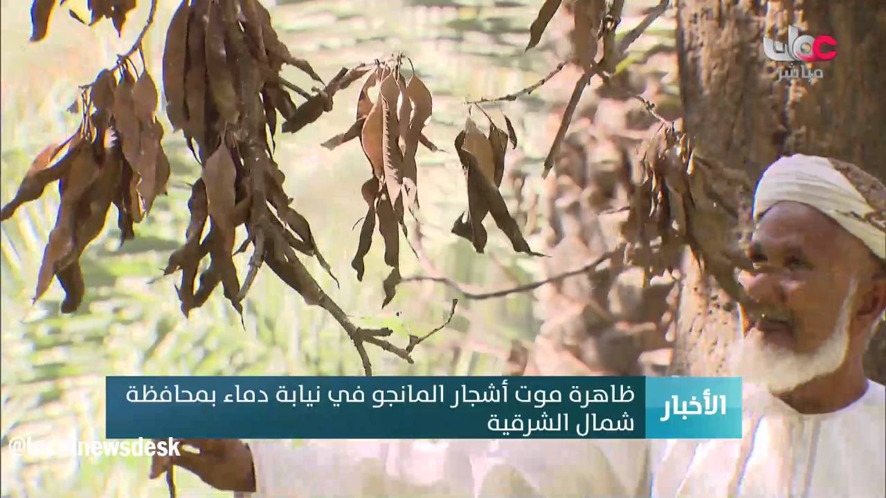 ظاهرة موت أشجار المانجو في نيابة دماء بمحافظة  شمال الشرقية