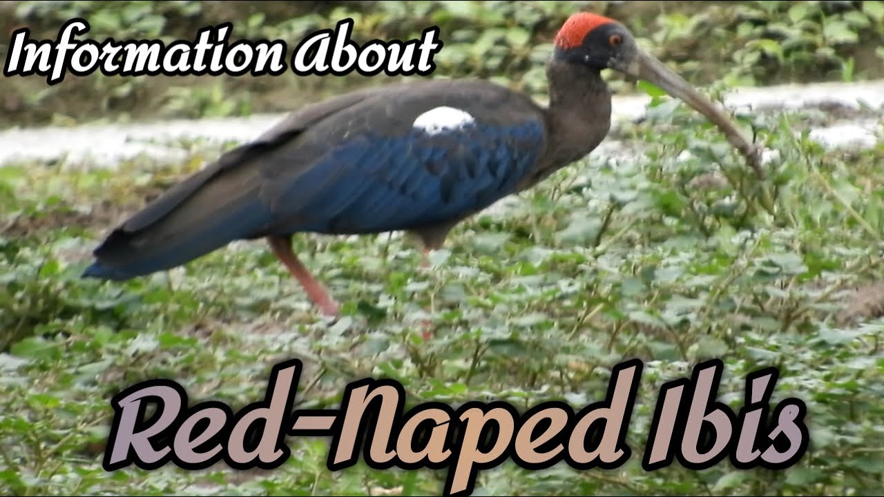 काला बुज्जा के बारे में जानकारी || Information About Red-Naped Ibis || Pseudibis papillosa