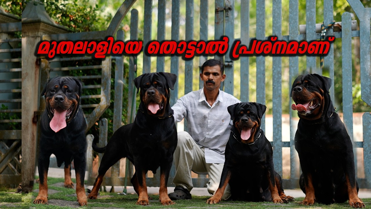കാവലിന് കാട്ടു കൂറ്റൻ നായകൾ || Vickies Greeny Final Part