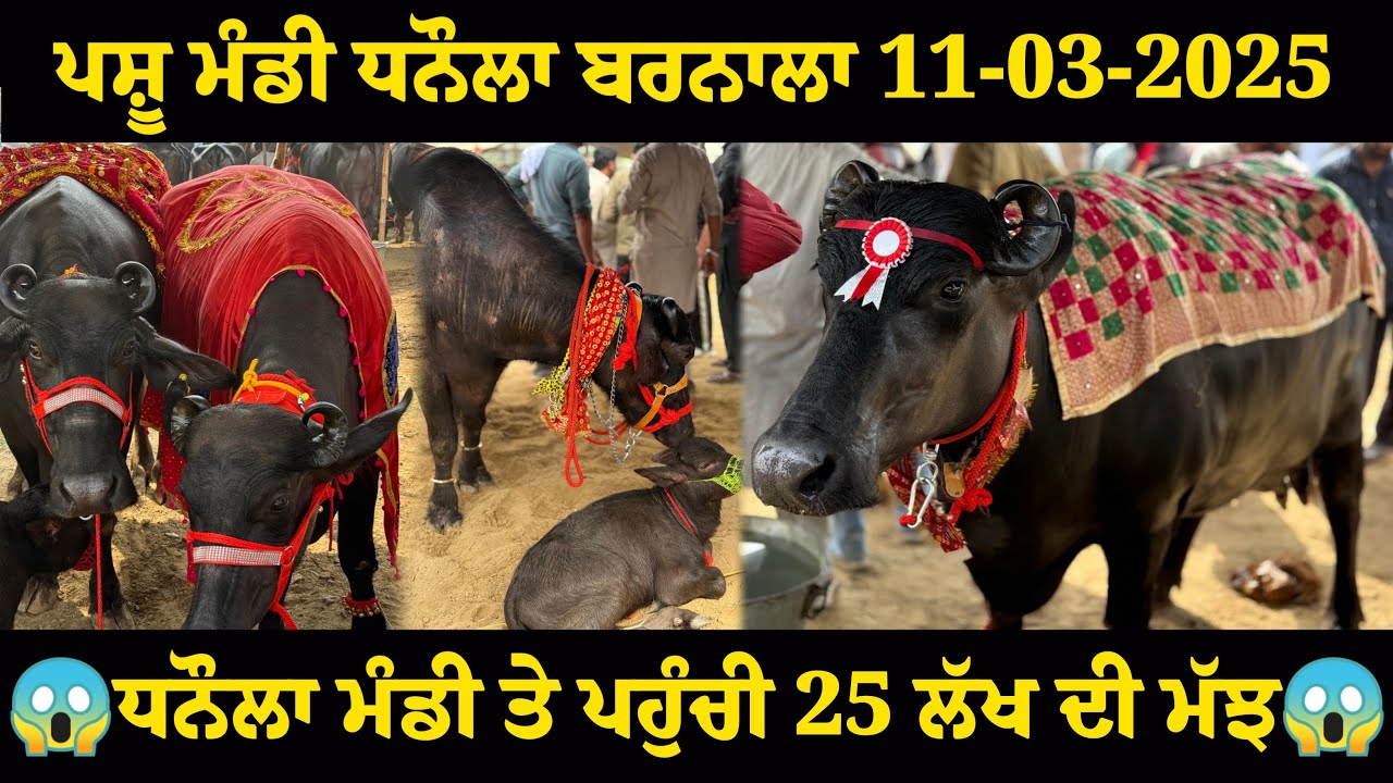 ਪਸ਼ੂ ਮੰਡੀ ਧਨੋਲਾ 11-3-2025 ਸਭ ਤੋਂ ਮਹਿੰਗੀ ਮੱਝ 25 ਲੱਖ ਵਾਲੀ ਪੂਰੇ ਰਿਕਾਰਡ ਸਮੇਤ ਦੇਖੋ?@maandairyvlog5842