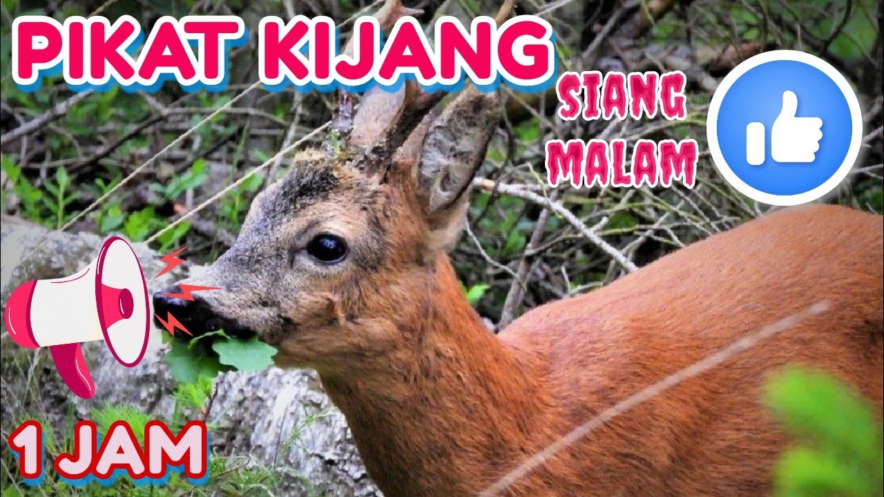 SUARA PIKAT KIJANG PALING AMPUH(SIANG MALAM)👍