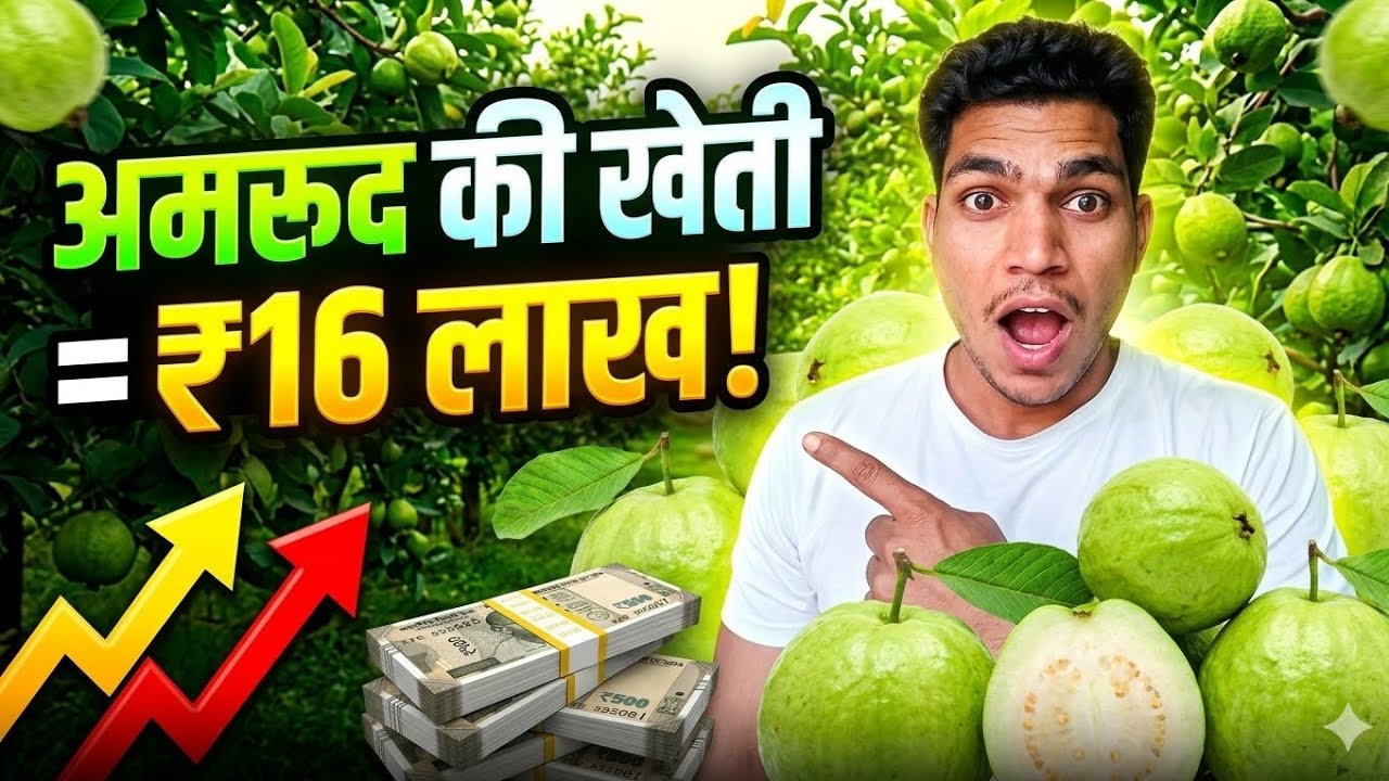 अमरूद की खेती से 16 लाख! 1 Acre Guava Farming Full Income