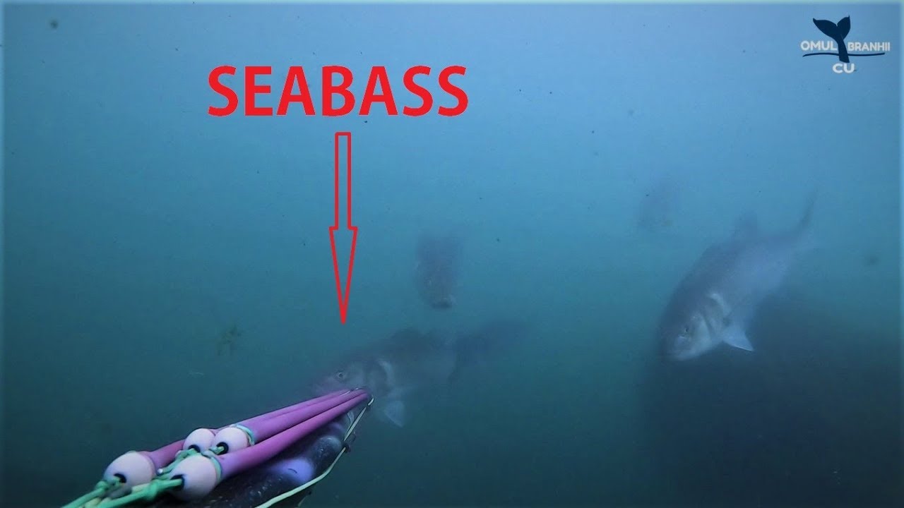 Amazing encounters in Black Sea - Spearfishing 7 kg. Levrek SeaBass Spigola - Turkey Black Sea
