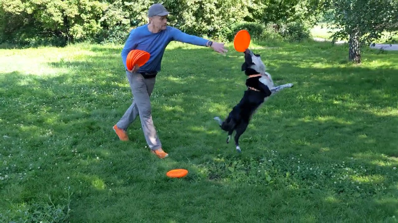 БК Астра - каскад из флипов    #dogfrisbee #dogtraining #frisbeedog