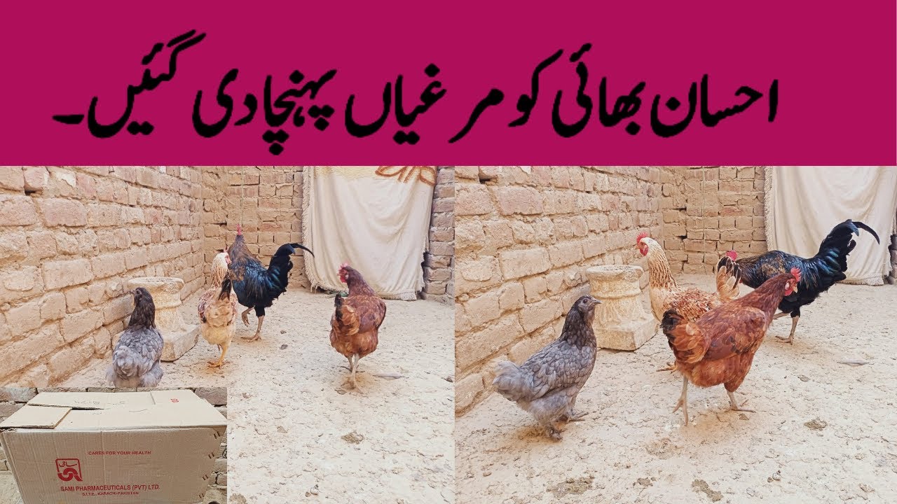 Ehsan Bahi Ko Murgian Deliver krdi 🥰