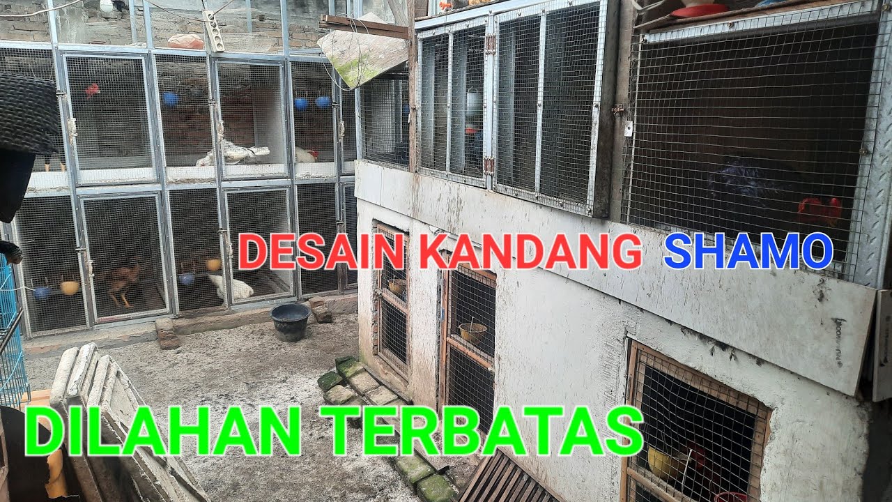 AYAM SHAMO || DESAIN KANDANG SHAMO || DI LAHAN SEMPIT || KOKOH DAN TAHAN LAMA