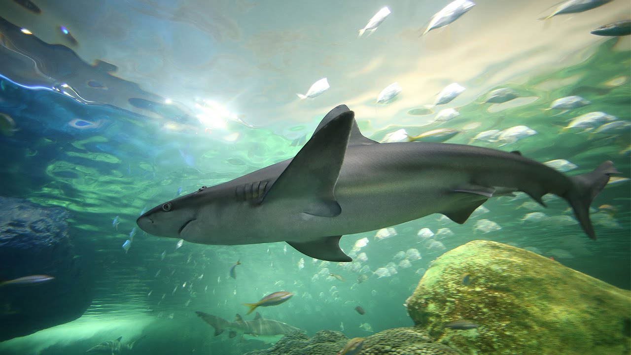 Ripley's Aquarium of Canada - Dangerous Lagoon - 360° Experience
