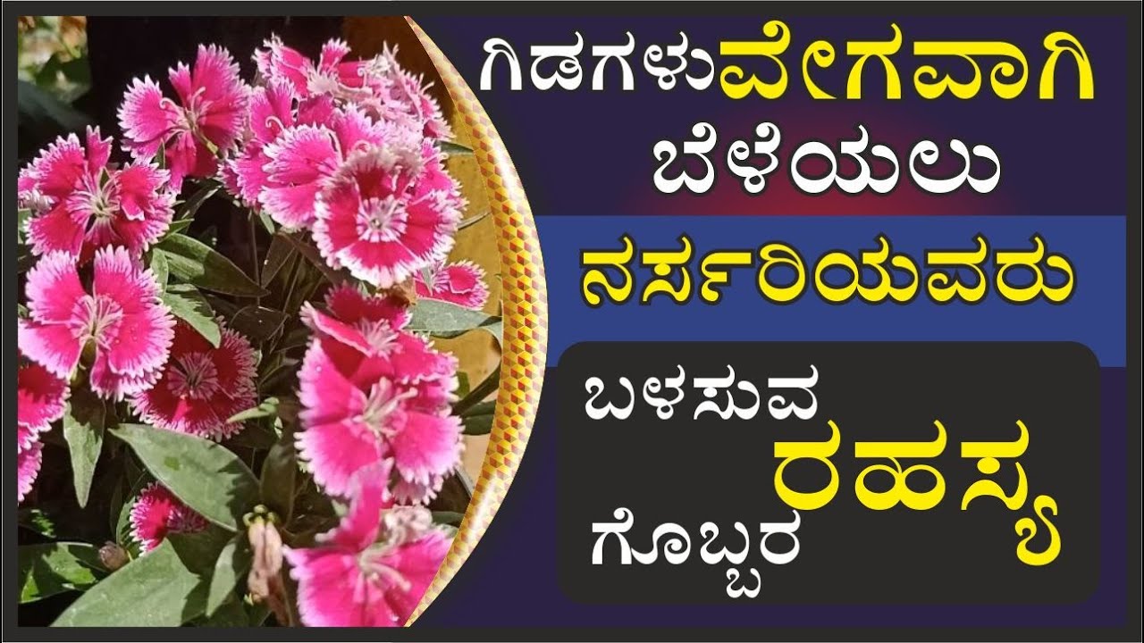 ಗಿಡಗಳು ವೇಗವಾಗಿ ಬೆಳೆಯಲು ನರ್ಸರಿಯವರು ಬಳಸುವ ರಹಸ್ಯ ಗೊಬ್ಬರಗಳು #marysmanegarden   #kannadagardeningchannel