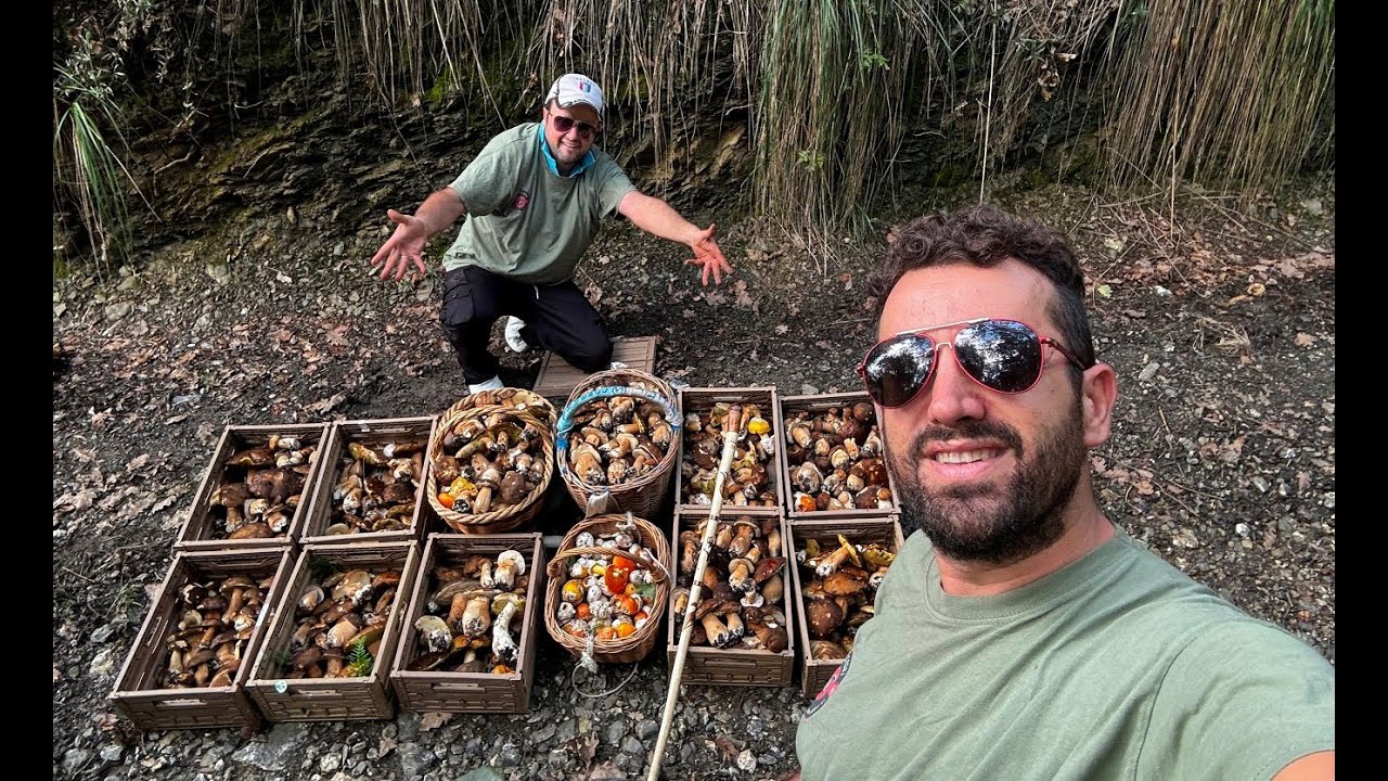 “Mamma Mia, Quanti Porcini! 🍄 Strepitosa Raccolta nel Cilento: La Natura al Suo Meglio”